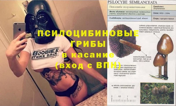 прущие грибы Алзамай